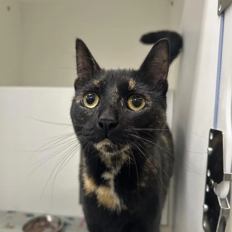 An adult medium-sized female Domestic Short Hair cat named Mahogany for adoption in New Castle, DE