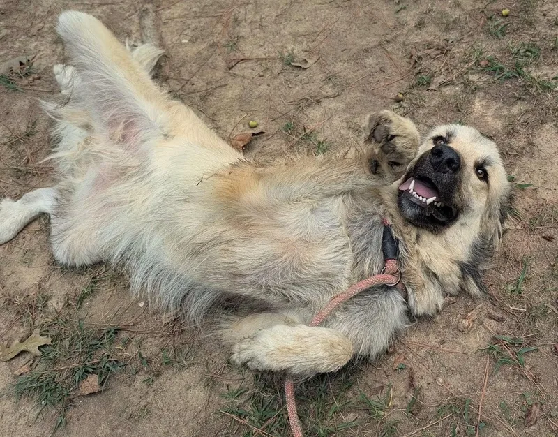 A young large-sized male Great Pyrenees dog named Dutch for adoption in Fosters, AL