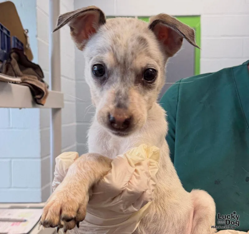 A baby small-sized female Beagle dog named Grimm for adoption in Washington, DC