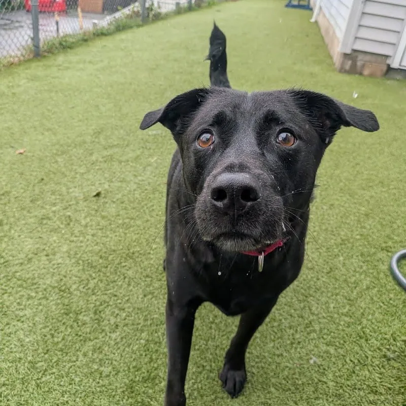An adult large-sized male Black Labrador Retriever dog named Tip for adoption in Fall River, MA