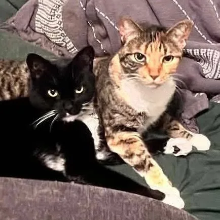 An adult medium-sized female Black & White / Tuxedo Domestic Short Hair cat named Bahstet And Kasha for adoption in Beaufort, SC