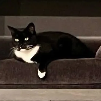 Bahstet And Kasha thumbnail 3