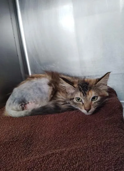 A baby small-sized female Domestic Short Hair cat named Lucy for adoption in Houston, TX