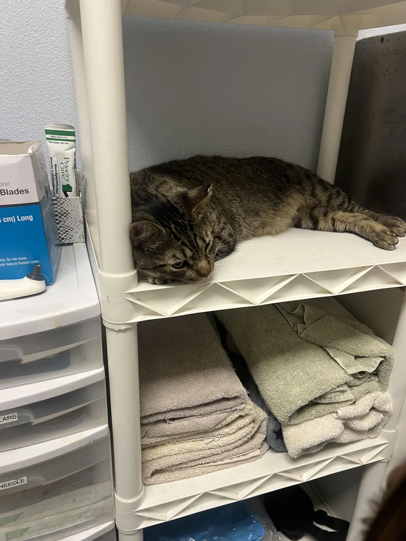 An adult extra large-sized male Domestic Short Hair cat named Bandito for adoption in Chico, CA