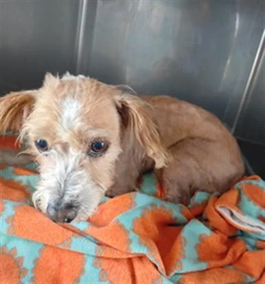 An adult medium-sized female Maltese dog named Coco for adoption in Baldwin Park, CA