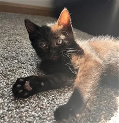 A baby small-sized female Domestic Short Hair cat named Ireland for adoption in Ames, IA