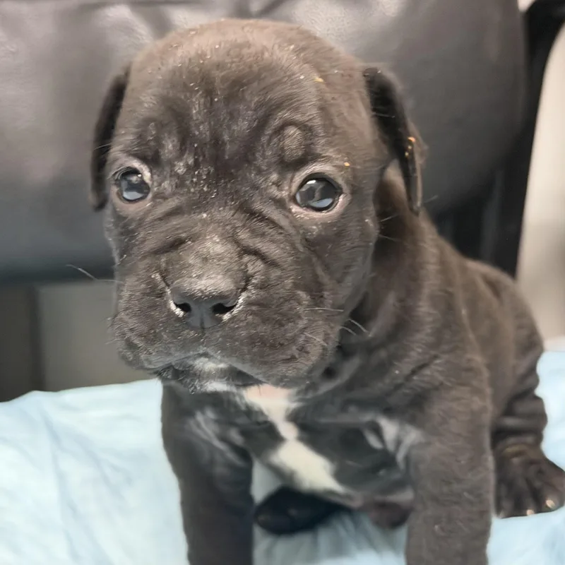 Boy Blue thumbnail 2