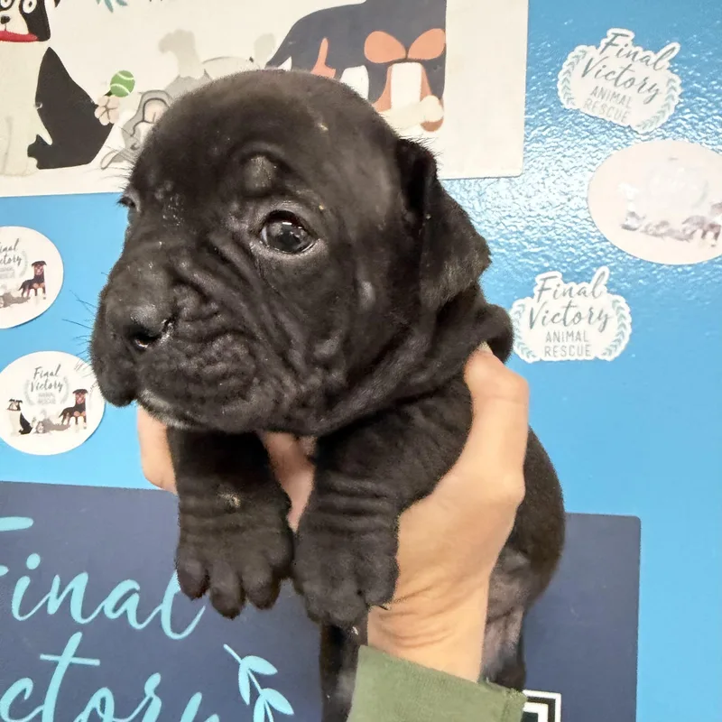 Boy Blue thumbnail 3