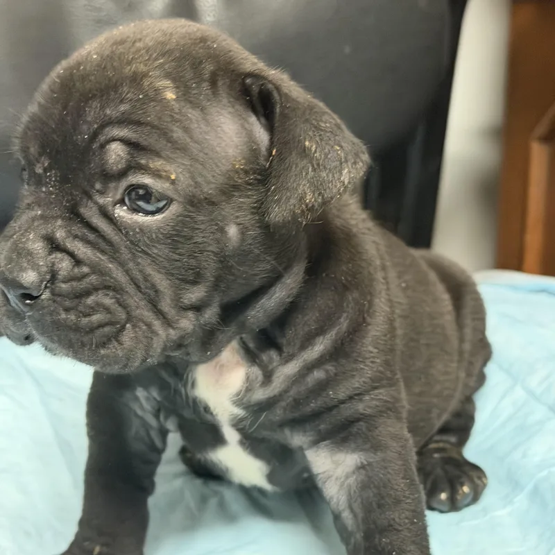 Boy Blue thumbnail 4