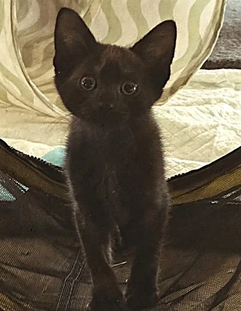 Oliver