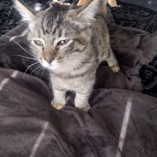 A baby small-sized female Domestic Short Hair cat named Lolita "Pudgy" for adoption in Tampa, FL