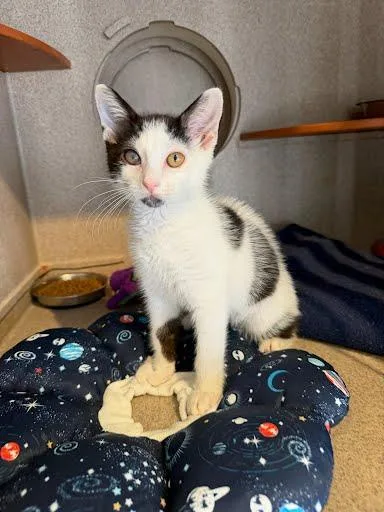 A young small-sized male Domestic Short Hair cat named Deep Fried Oreo for adoption in Washington, DC