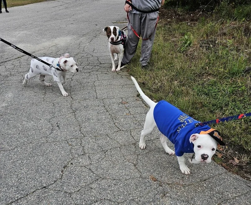 An adult medium-sized female Pointer dog named Mia for adoption in Youngsville, NC