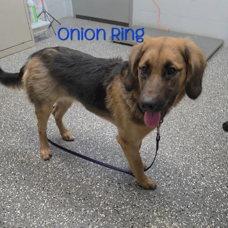 Onion Ring