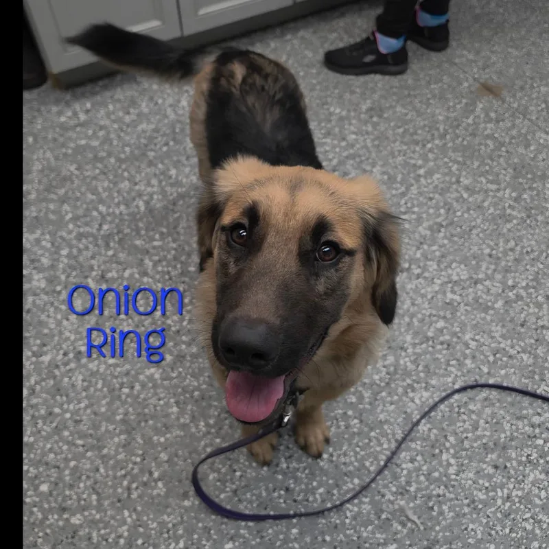 Onion Ring thumbnail 2