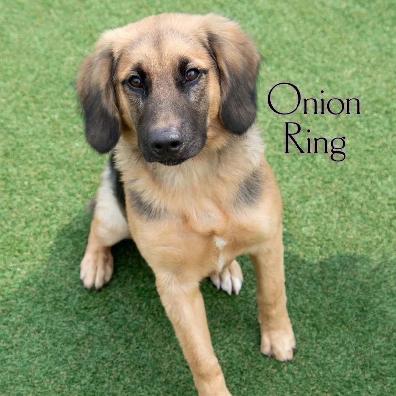 Onion Ring thumbnail 3