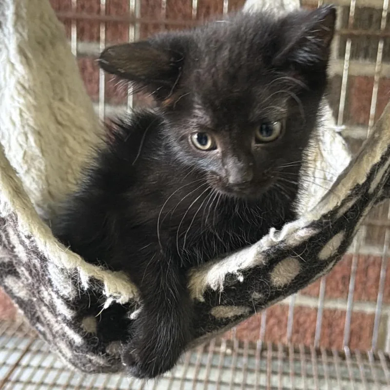 A baby small-sized female Black Domestic Short Hair cat named Piper for adoption in Goshen, IN