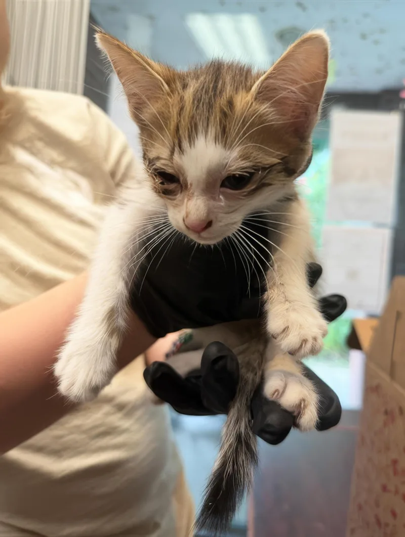 A baby medium-sized male Tabby (Brown / Chocolate) Domestic Short Hair cat named Petrol for adoption in Nashville, TN