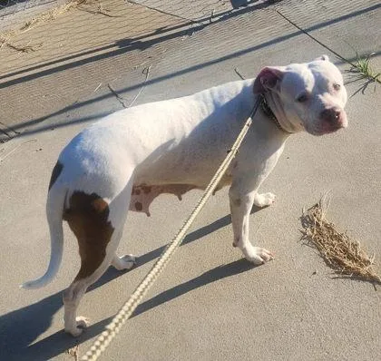 An adult medium-sized female Pit Bull Terrier dog named Fancy for adoption in Sullivan, IN