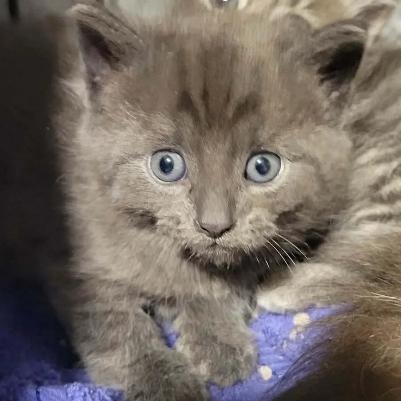 A baby small-sized male Gray / Blue / Silver Domestic Short Hair cat named Zoa for adoption in Danbury, CT