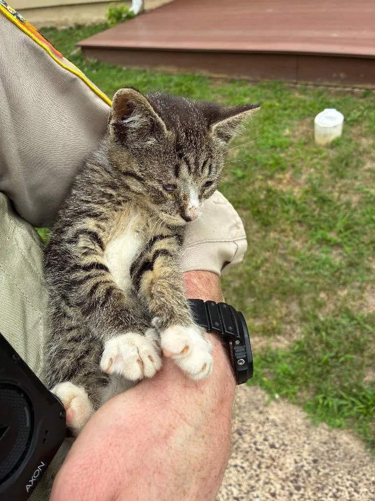 A baby small-sized male Domestic Short Hair cat named Fish for adoption in Mineral, VA