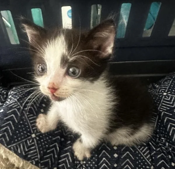 A baby small-sized male Domestic Short Hair cat named Bronson for adoption in Vallejo, CA