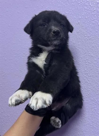 A baby small-sized male Black Labrador Retriever dog named Tux for adoption in El Paso, TX