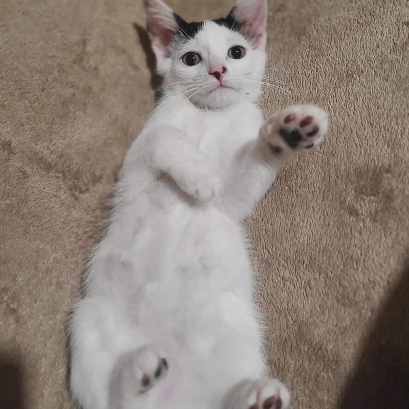 A baby medium-sized male White Domestic Short Hair cat named Dexter for adoption in Hudson, NY