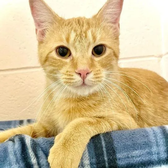 An adult large-sized male Orange / Red Domestic Short Hair cat named Jace for adoption in Owosso, MI