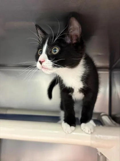 A baby small-sized female Domestic Short Hair cat named Amy Duncan for adoption in Madison, NJ