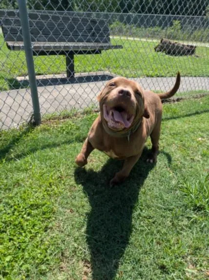 An adult large-sized male Pit Bull Terrier dog named Star for adoption in Texas City, TX