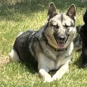 An adult large-sized female Yellow / Tan / Blond / Fawn German Shepherd Dog dog named Sam for adoption in Tulsa, OK