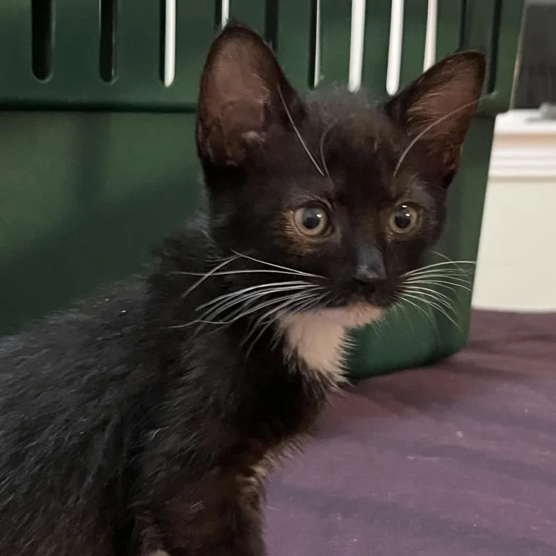 A baby small-sized female Black Domestic Short Hair cat named Finley for adoption in Quakertown, PA
