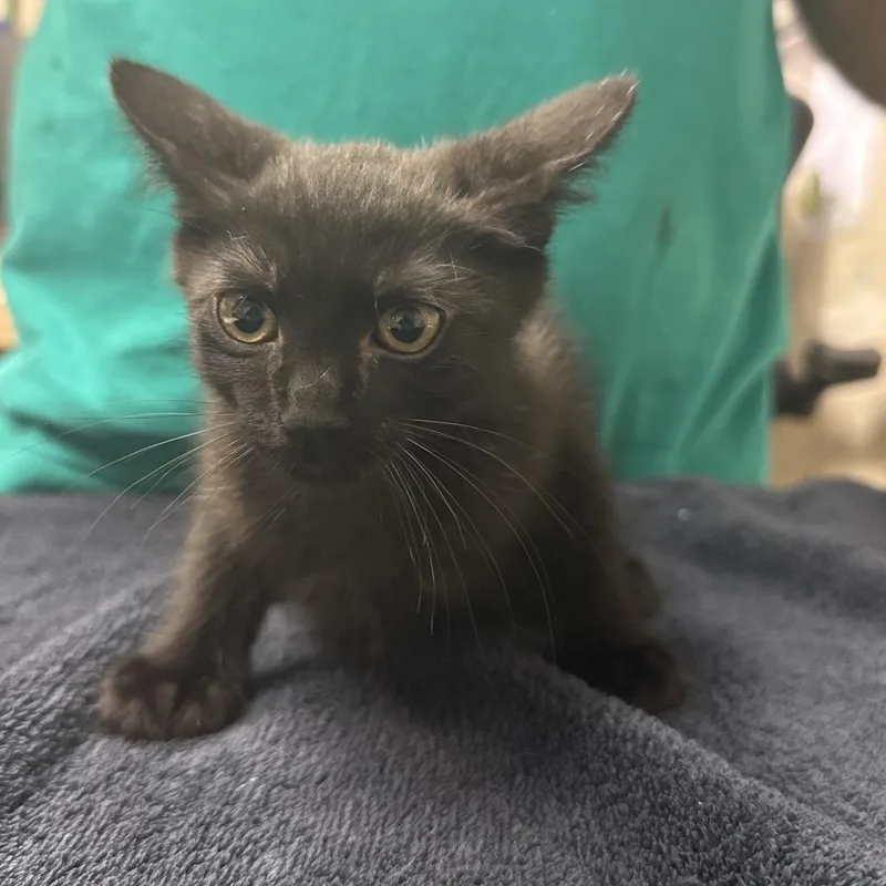A baby small-sized male Black Domestic Short Hair cat named Sprigatito for adoption in Lakeland, FL