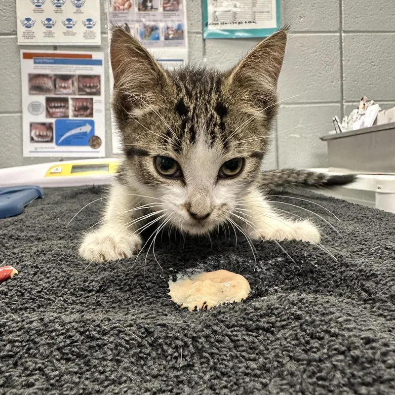 A baby small-sized male White Domestic Short Hair cat named Sage for adoption in West Olive, MI