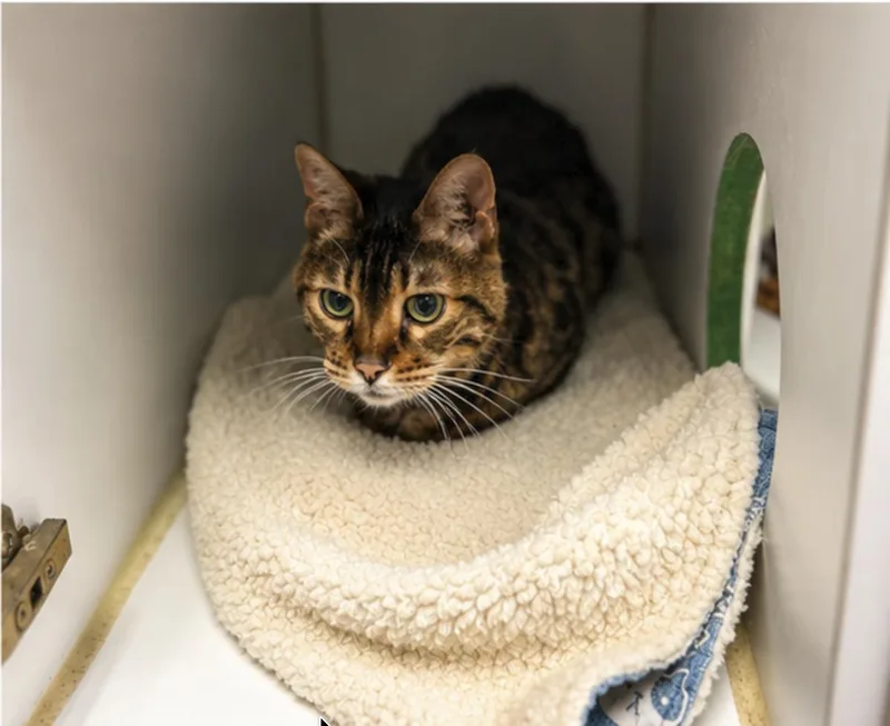 A senior medium-sized female Bengal cat named Sarabi for adoption in Orange, CA