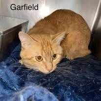 Garfield