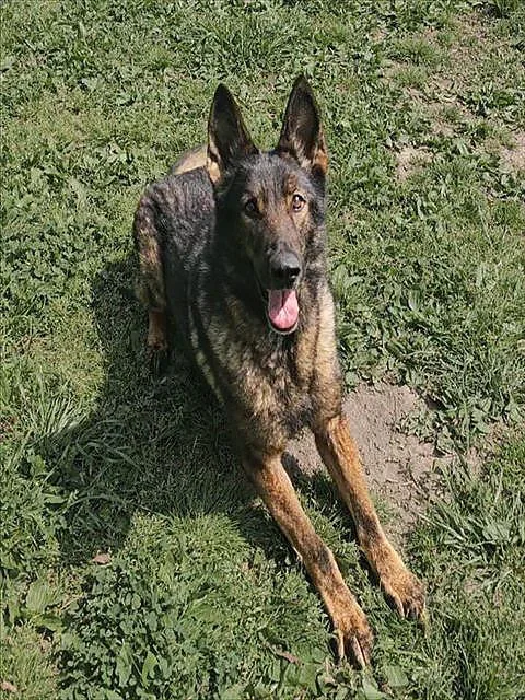 A senior large-sized female Black Mixed Breed dog named Pinky for adoption in Nashville, TN