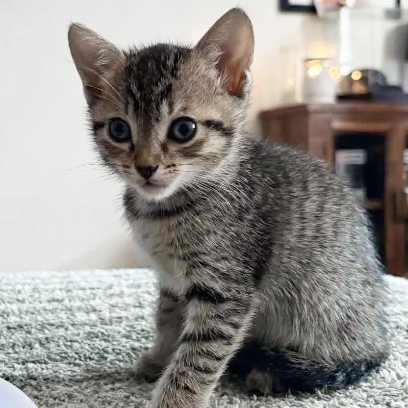 A baby small-sized female Gray / Blue / Silver Domestic Short Hair cat named Harbor for adoption in Austin, TX