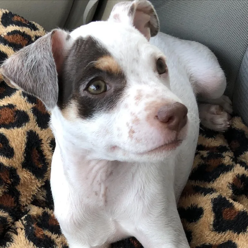 A baby small-sized female White / Cream Terrier dog named Alma for adoption in Chaska, MN