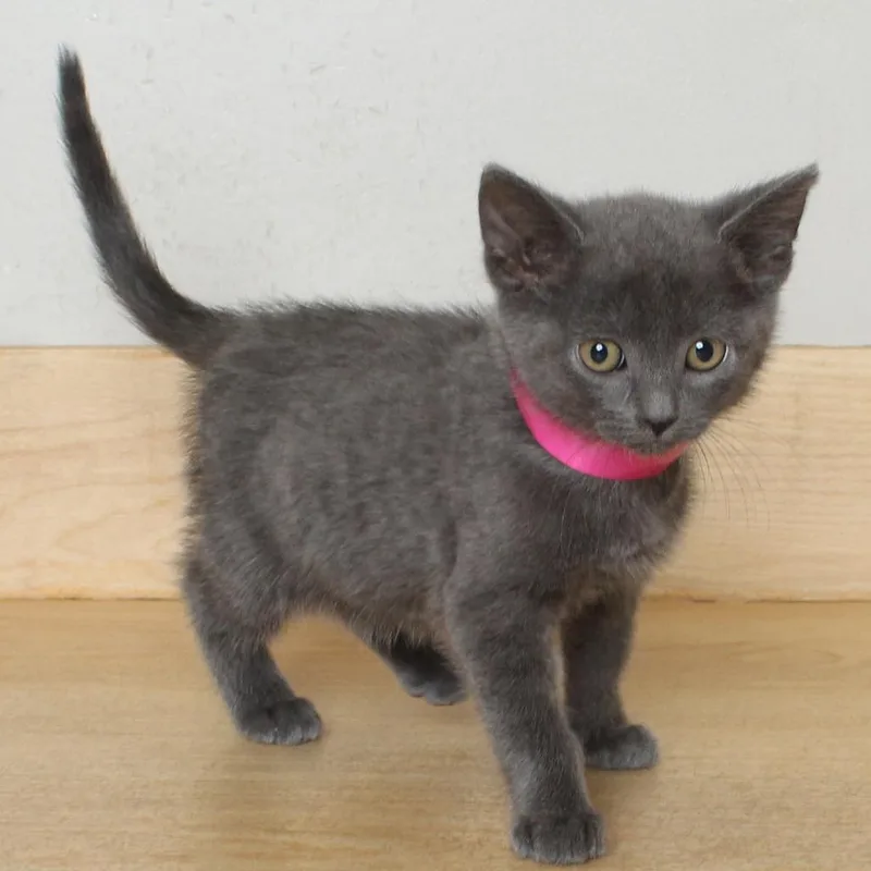 A baby small-sized female Gray / Blue / Silver Domestic Short Hair cat named Grass Hopper C for adoption in Minnetonka, MN