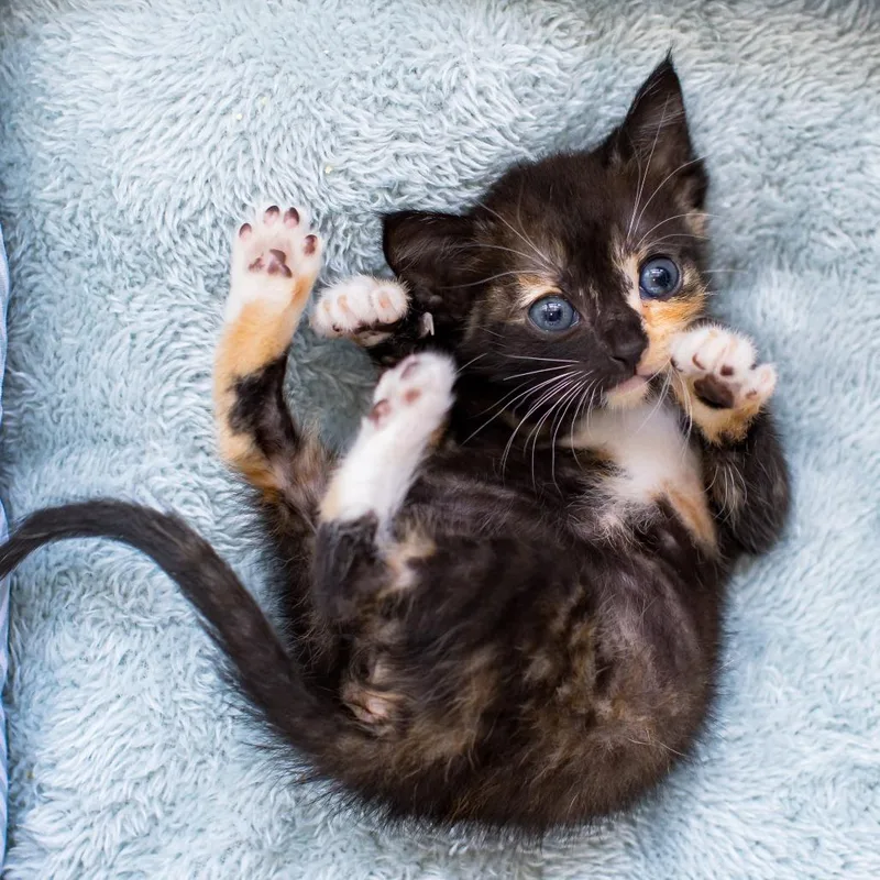 A young medium-sized female Calico Domestic Short Hair cat named Chocolate Chip for adoption in Parkland, FL