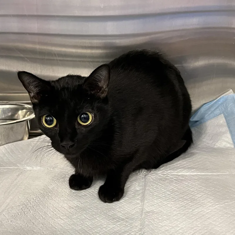 A young medium-sized female Black Domestic Short Hair cat named Poison Ivy for adoption in Greensboro, NC