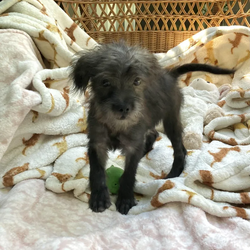 A baby small-sized male Black Shih Tzu dog named Max for adoption in Conroe, TX
