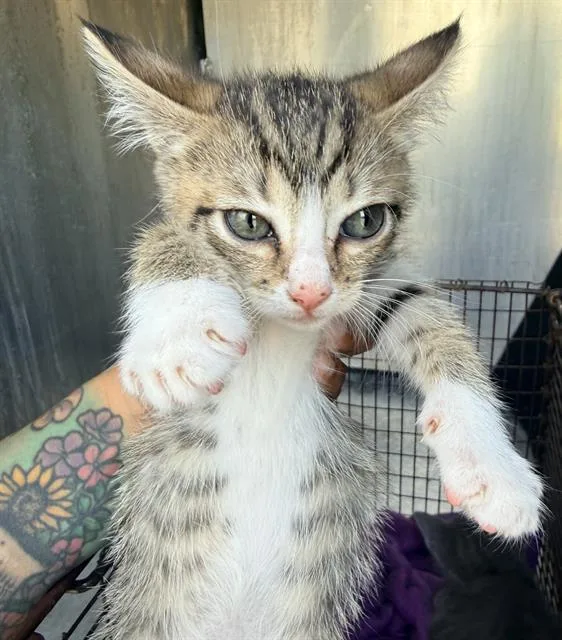 A baby small-sized female Domestic Short Hair cat named Jill for adoption in San Antonio, TX