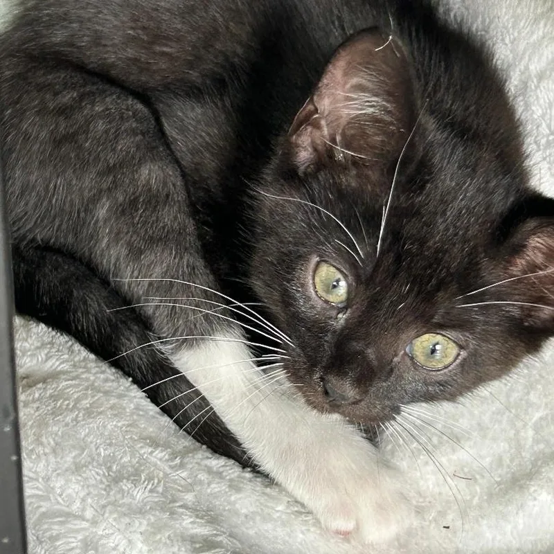 A baby medium-sized female Domestic Short Hair cat named Chessie for adoption in Gastonia, NC
