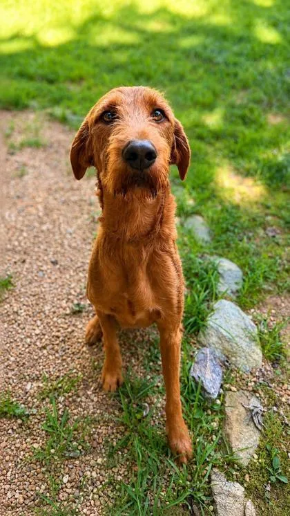 An adult large-sized male Standard Poodle dog named Red for adoption in Dahlonega, GA