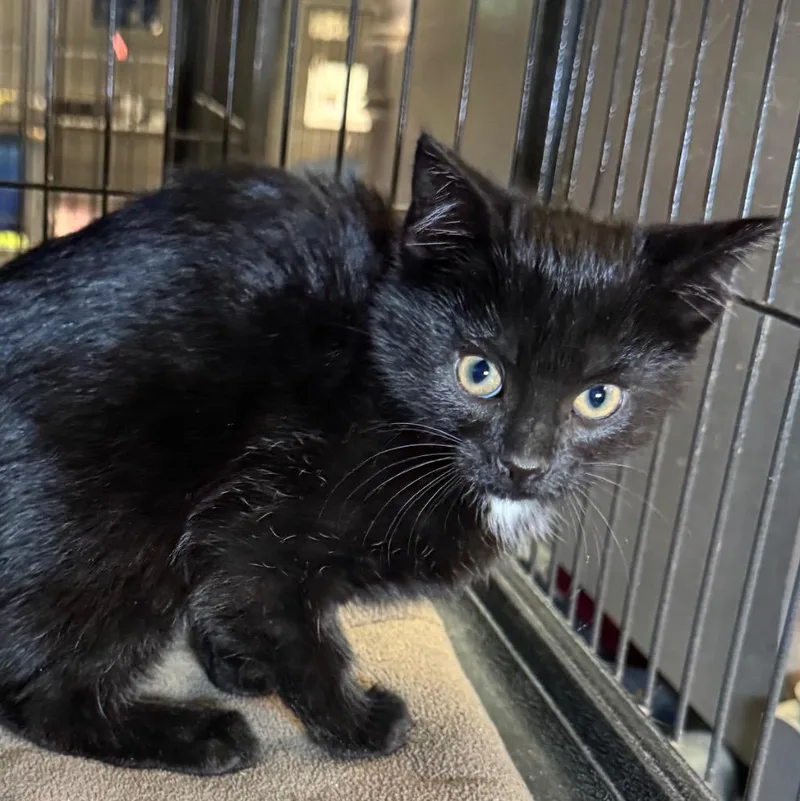 A baby medium-sized female Domestic Short Hair cat named Sable for adoption in Saginaw, MI