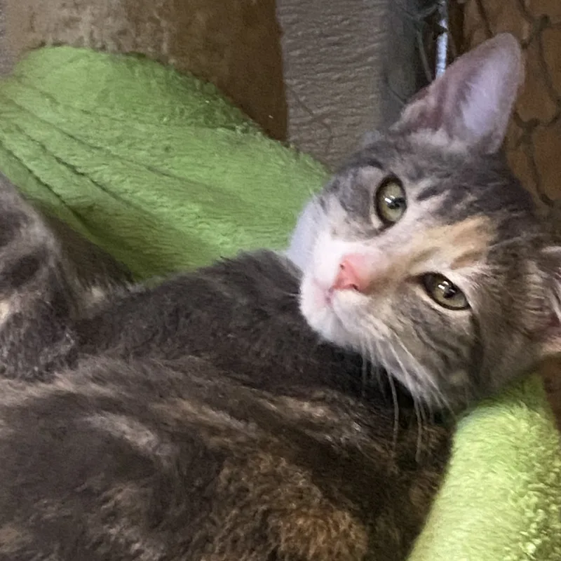 An adult medium-sized female Dilute Tortoiseshell cat named Luxor for adoption in Stanwood, WA