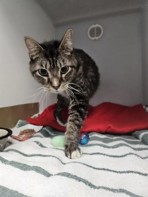 An adult large-sized male Domestic Short Hair cat named Fanch for adoption in Palmetto, FL